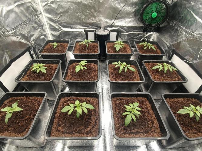 First GROW. Week 2