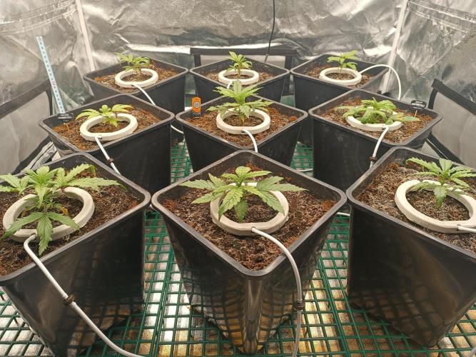 Second Grow. Week 3