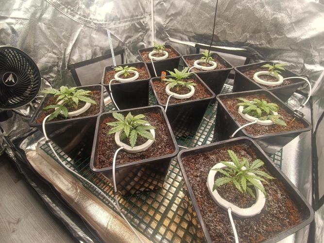Second Grow. Week 3