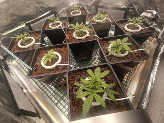 Second Grow. Week 3