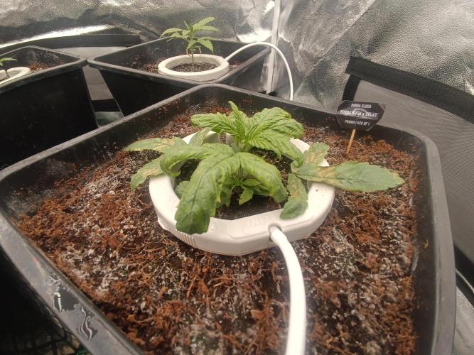 Second Grow. Week 3