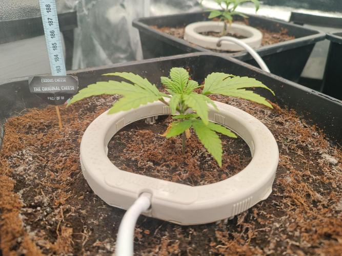 Second Grow. Week 3