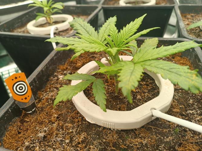 Second Grow. Week 3