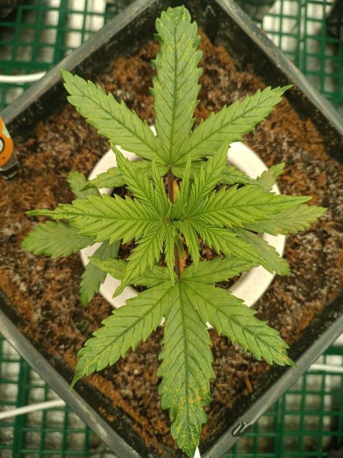 Second Grow. Week 3