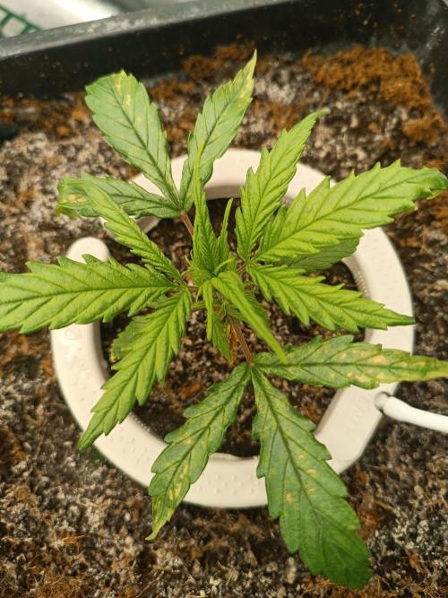 Second Grow. Week 3