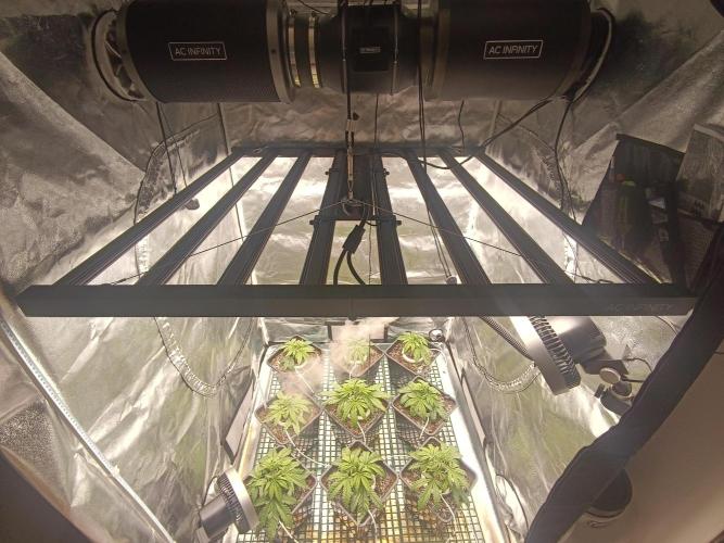 Second Grow. Week 4