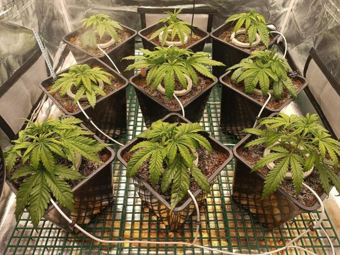 Second Grow. Week 4