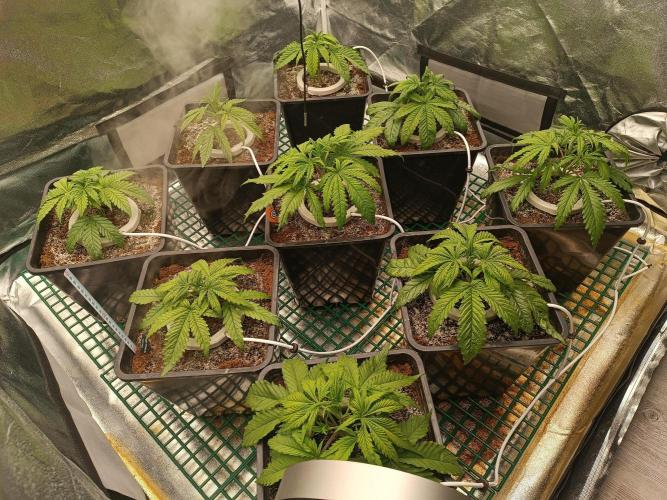 Second Grow. Week 4