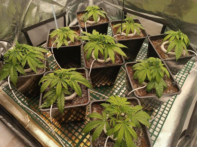 Second Grow. Week 4