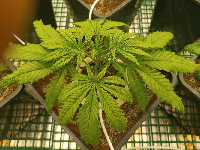 Second Grow. Week 4