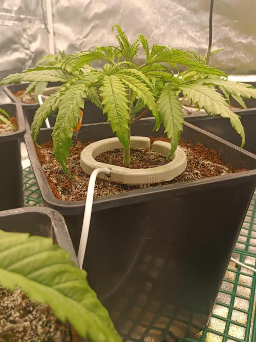 Second Grow. Week 4