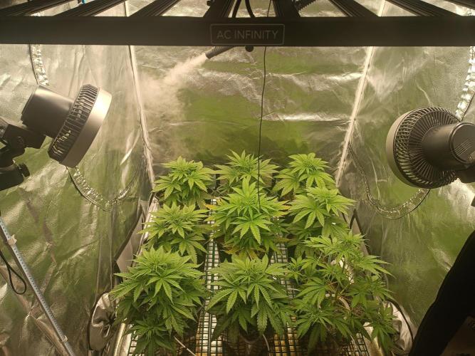 Second Grow. Week 5