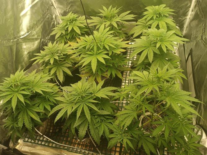 Second Grow. Week 5