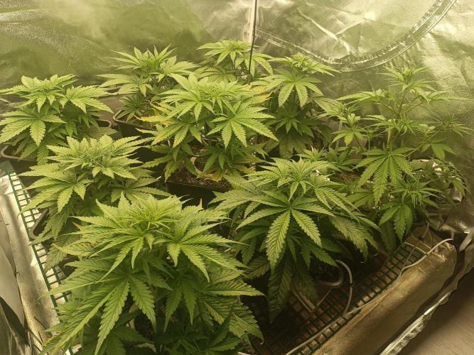 Second Grow. Week 5