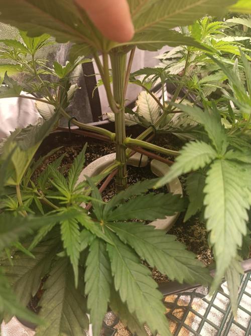 Second Grow. Week 5