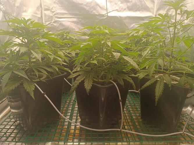Second Grow. Week 5