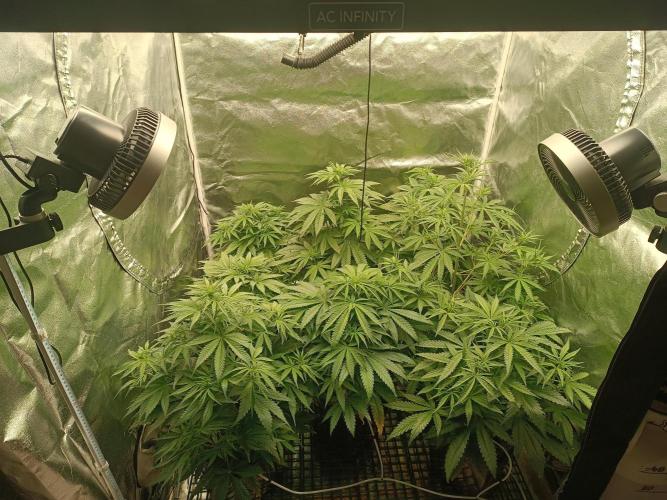 Second Grow. Week 6