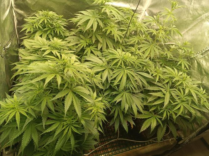 Second Grow. Week 6