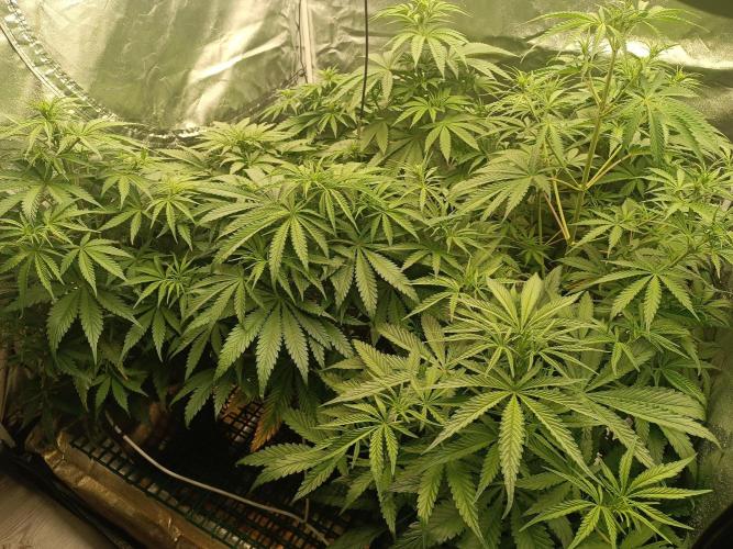 Second Grow. Week 6