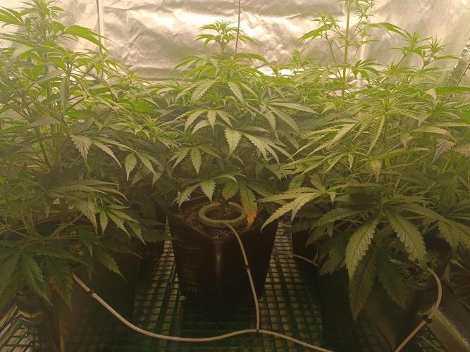 Second Grow. Week 6