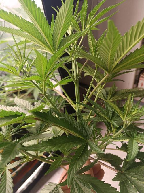 Second Grow. Week 6