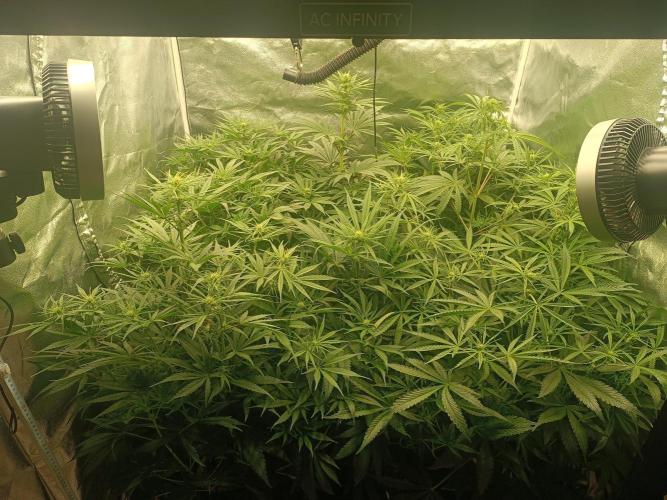Second Grow. Week 7