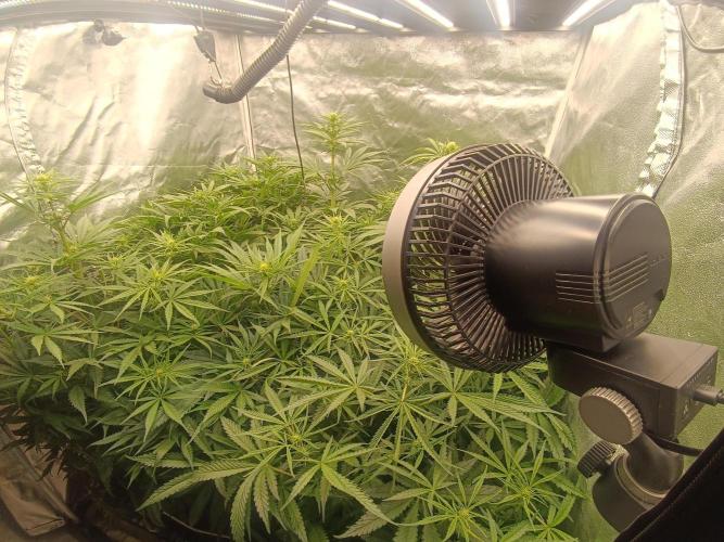 Second Grow. Week 7
