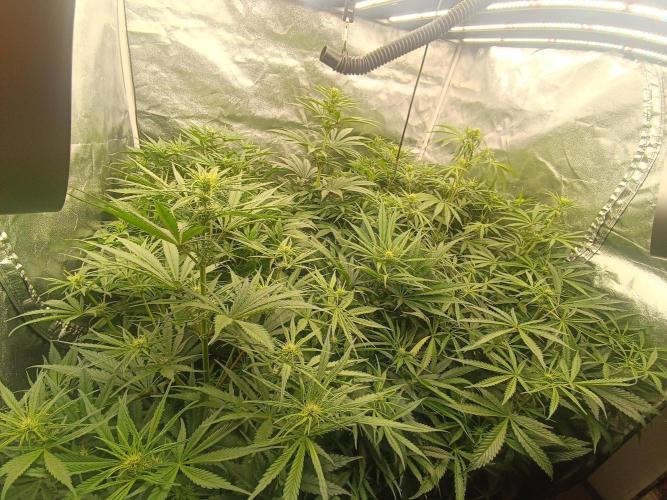 Second Grow. Week 7