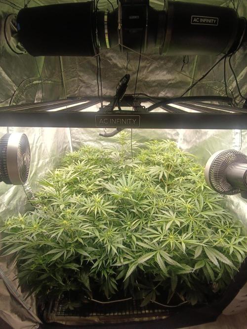 Second Grow. Week 7