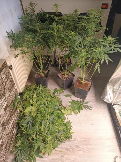 Second Grow. Week 8