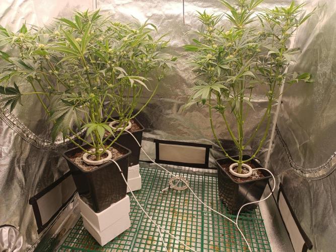 Second Grow. Week 8