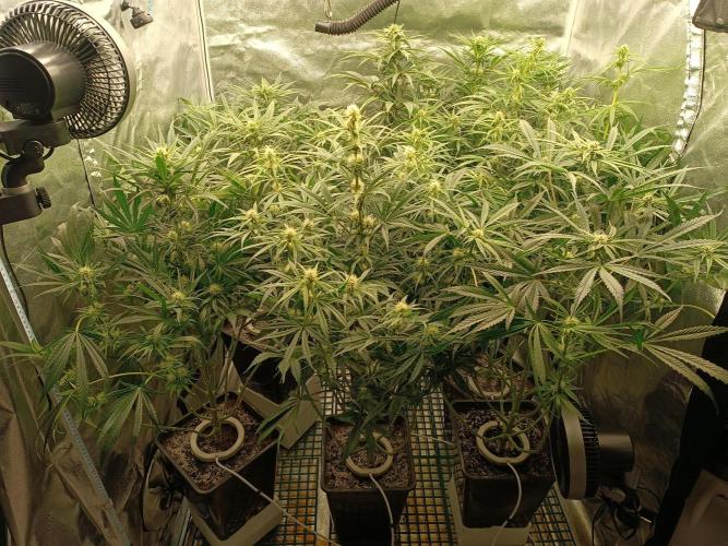 Second Grow. Week 8