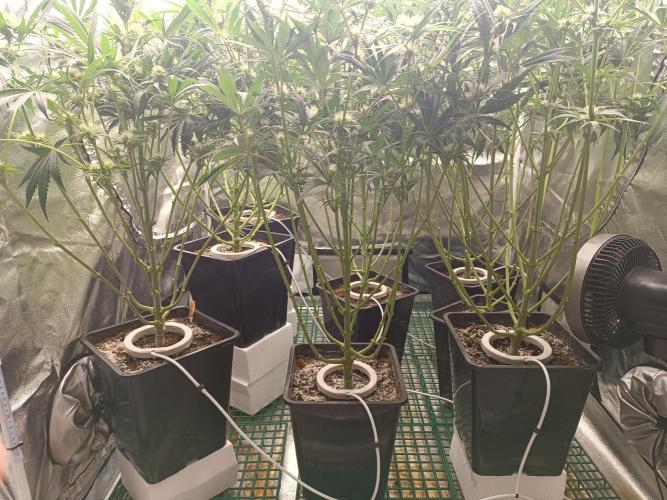 Second Grow. Week 8