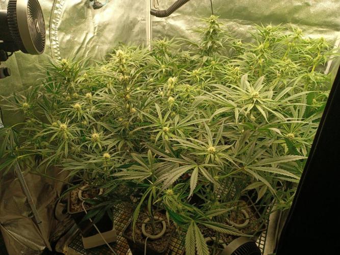Second Grow. Week 8