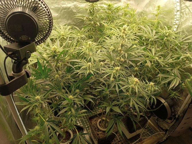 Second Grow. Week 8