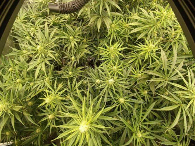 Second Grow. Week 8