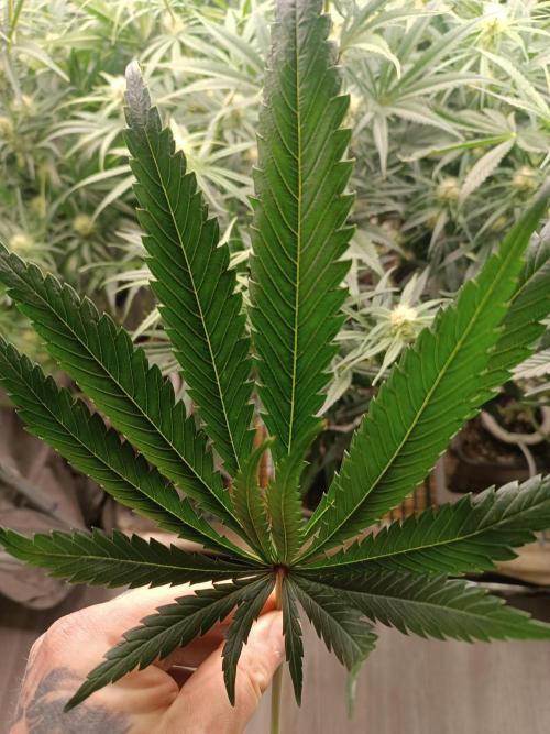 Second Grow. Week 8