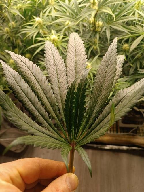 Second Grow. Week 8