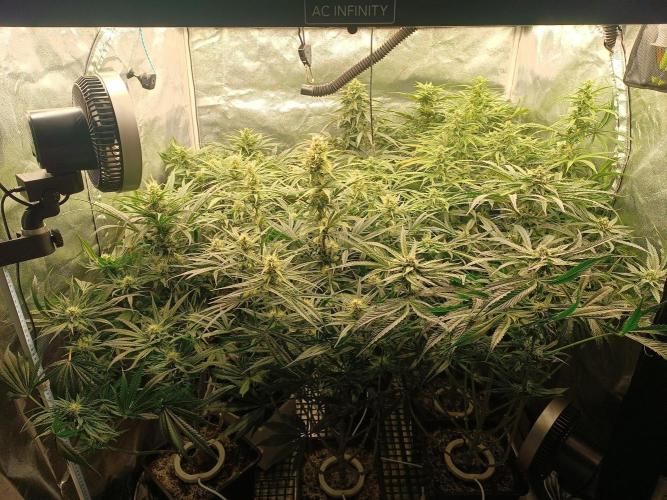 Second Grow. Week 9