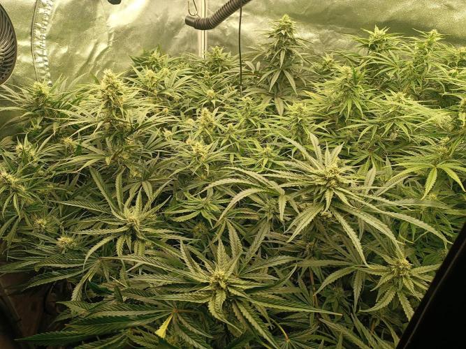 Second Grow. Week 9