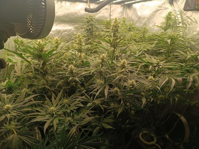 Second Grow. Week 9