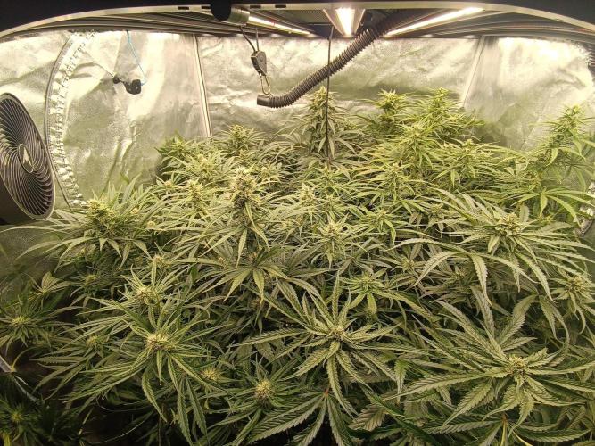 Second Grow. Week 9