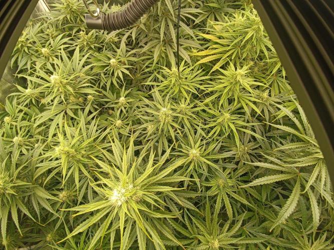 Second Grow. Week 9