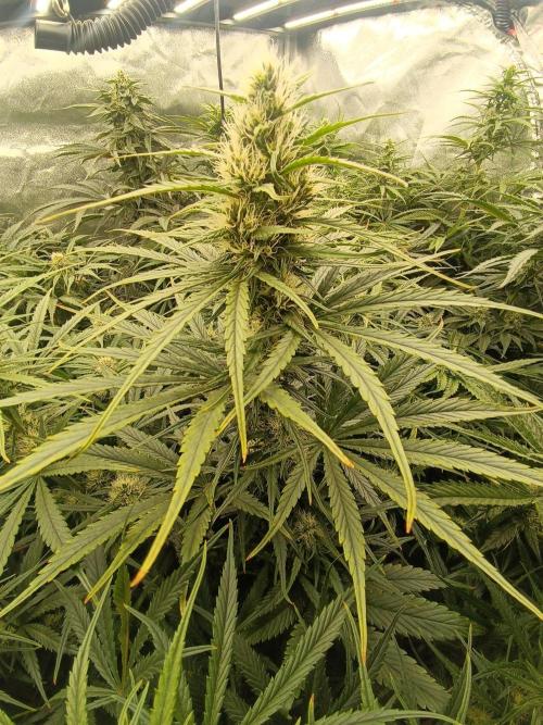 Second Grow. Week 9