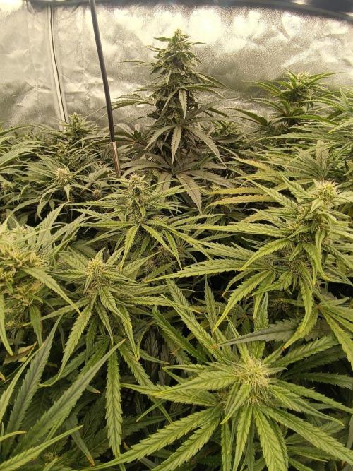 Second Grow. Week 9