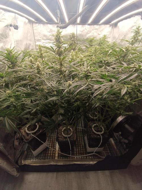 Second Grow. Week 9