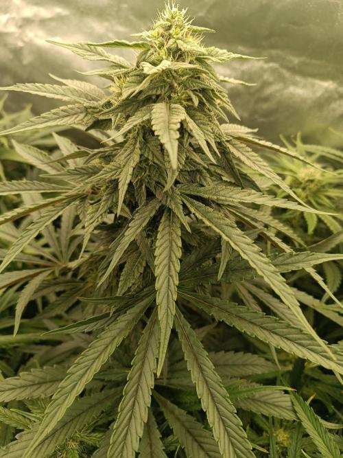Second Grow. Week 9