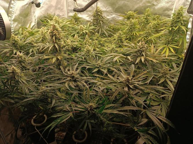 Second Grow. Week 10