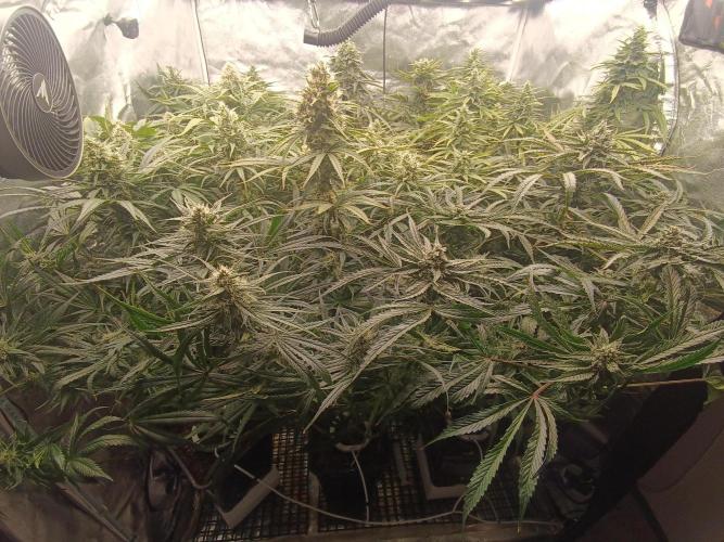 Second Grow. Week 10