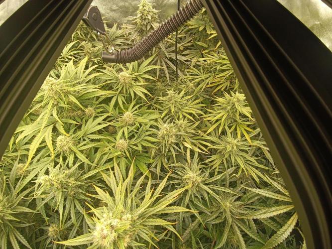 Second Grow. Week 10